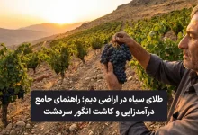 "طلای سیاه در اراضی دیم؛ راهنمای جامع درآمدزایی و کاشت انگور سردشت"